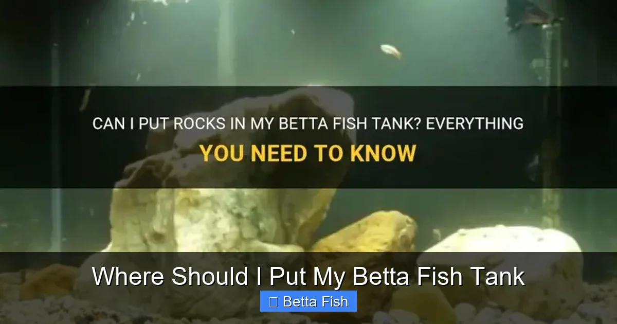 Where Should I Put My Betta Fish Tank