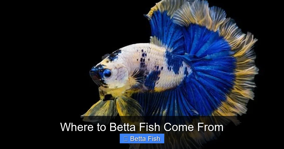 Where to Betta Fish Come From