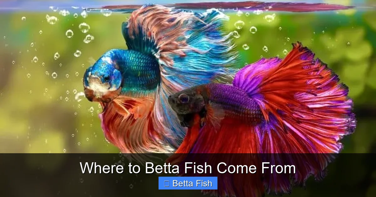 Where to Betta Fish Come From