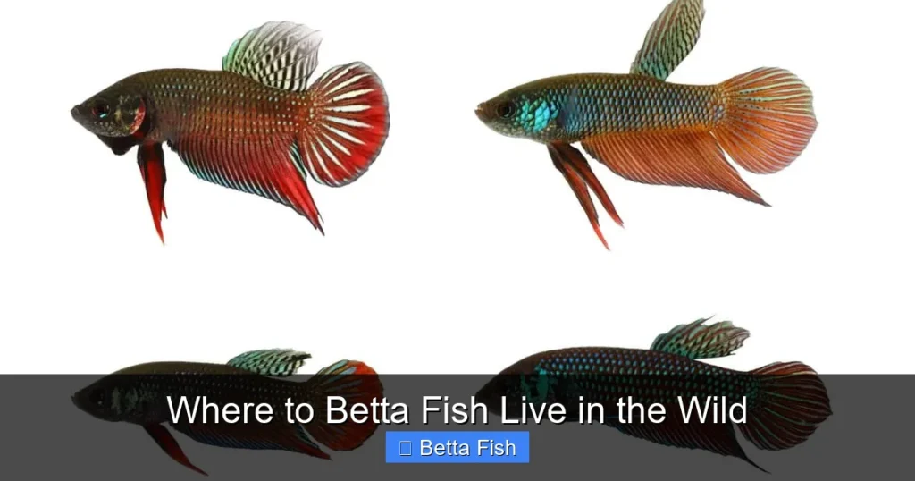 Where to Betta Fish Live in the Wild
