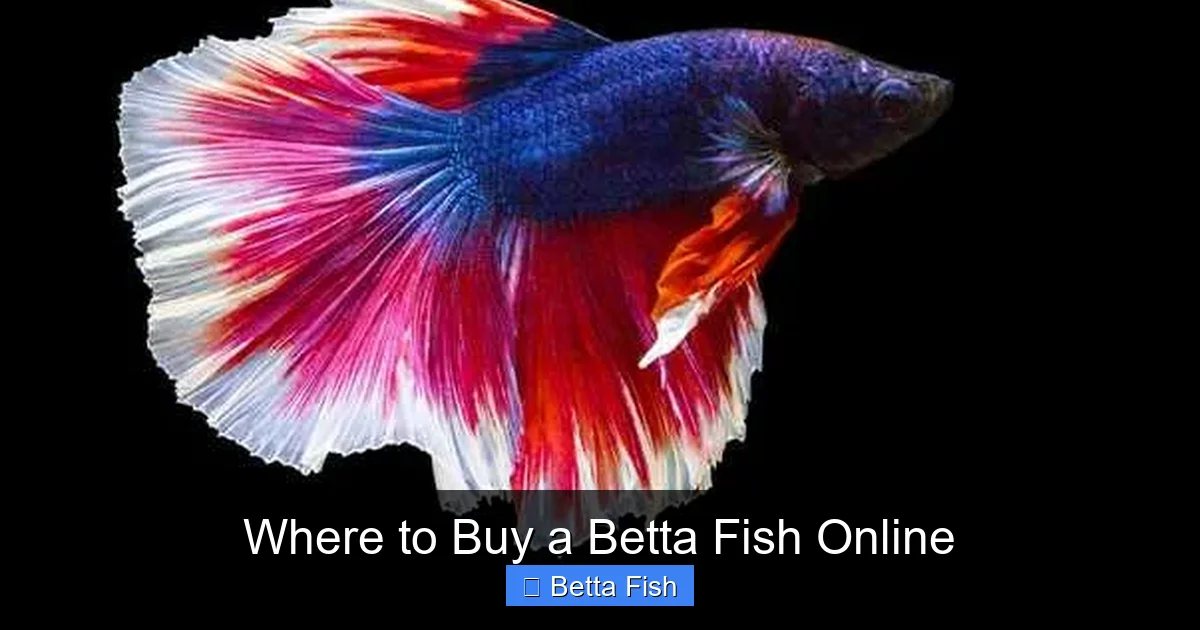 Where to Buy a Betta Fish Online