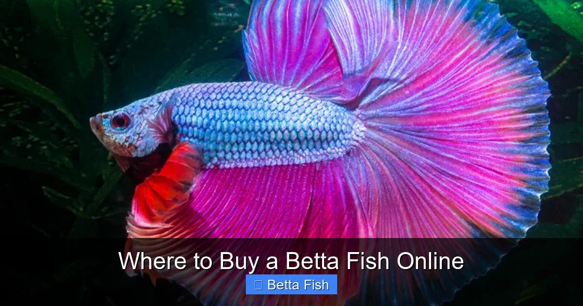 Where to Buy a Betta Fish Online