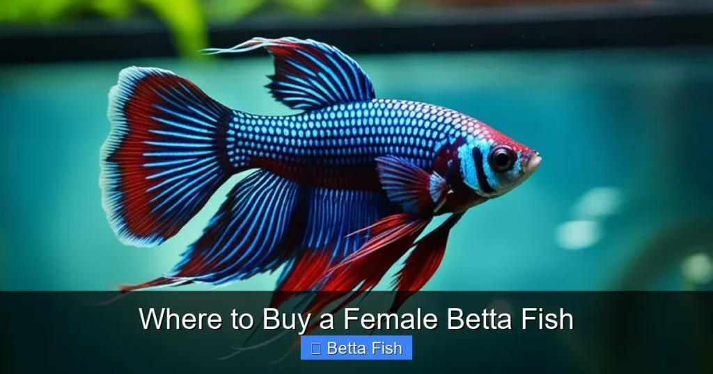 Where to Buy a Female Betta Fish