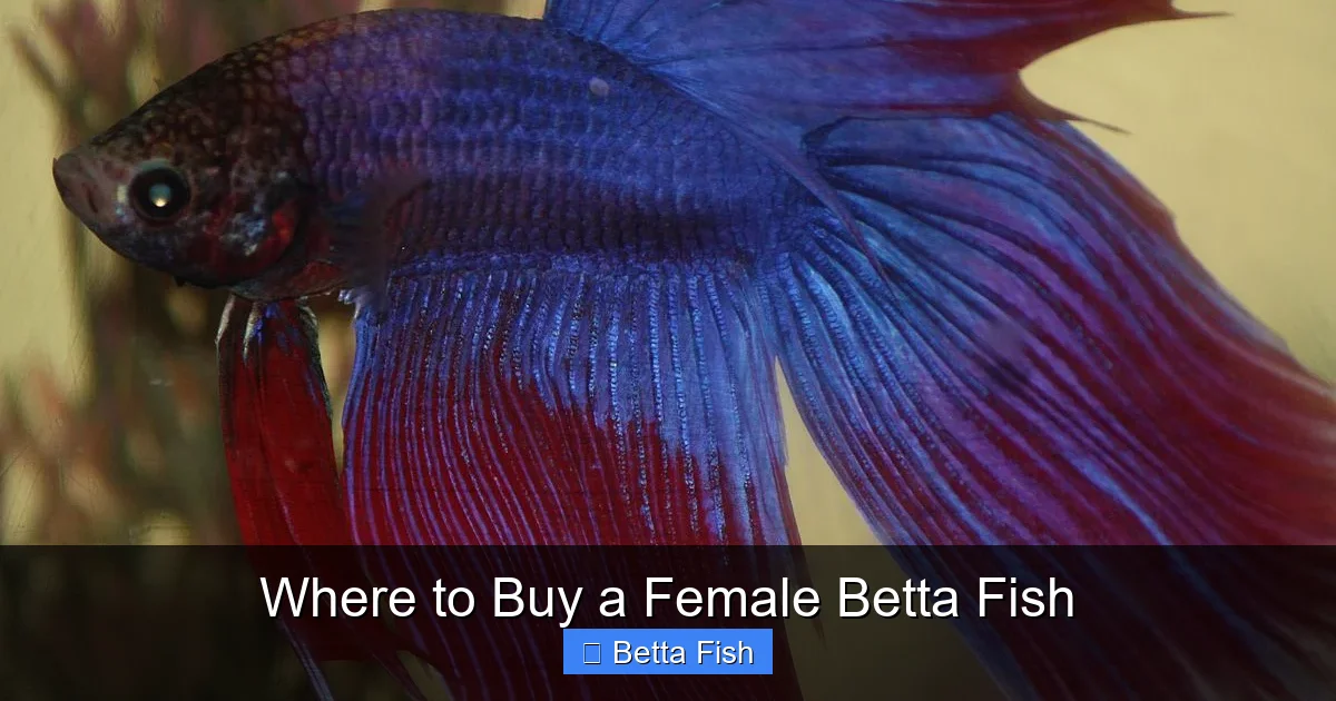 Where to Buy a Female Betta Fish