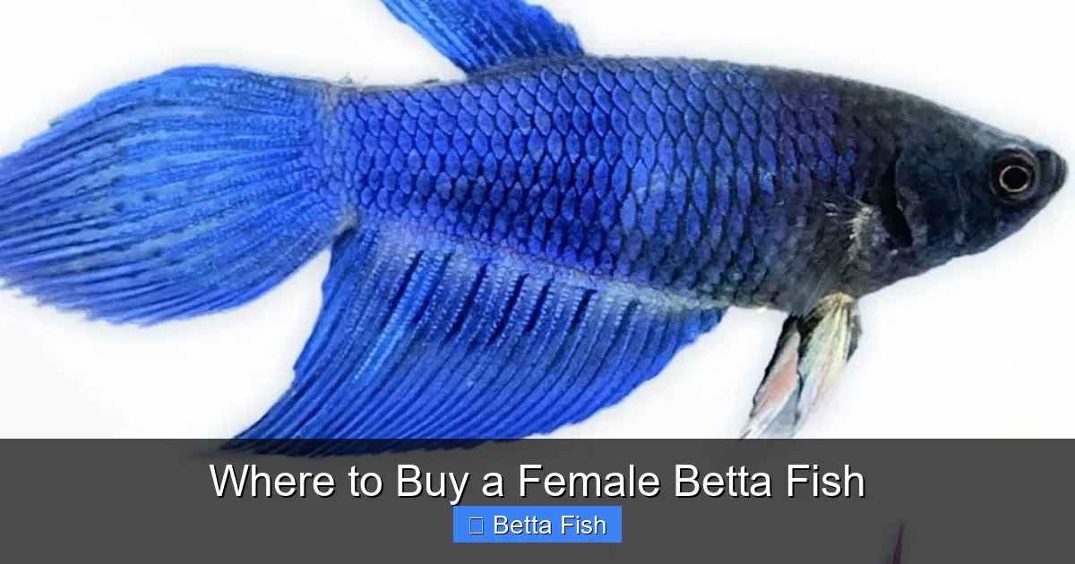 Where to Buy a Female Betta Fish