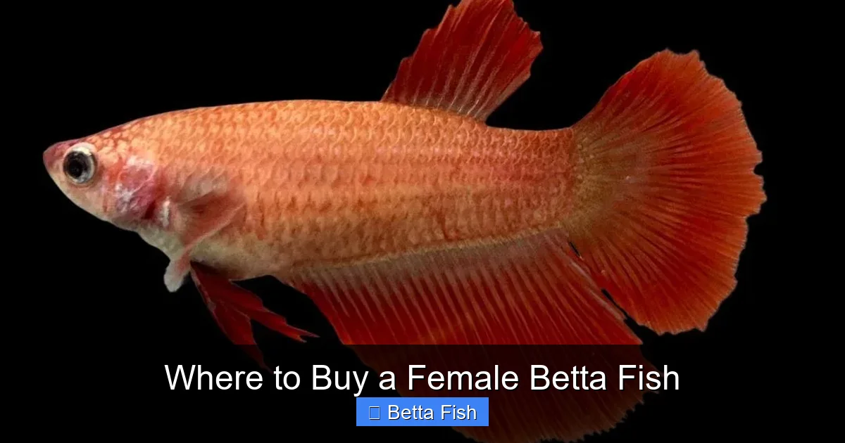 Where to Buy a Female Betta Fish
