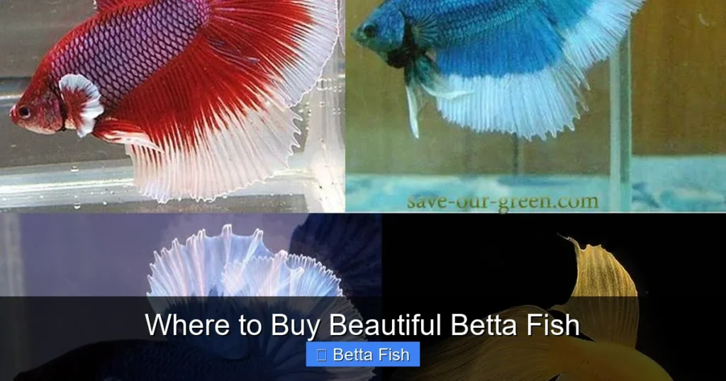 Where to Buy Beautiful Betta Fish