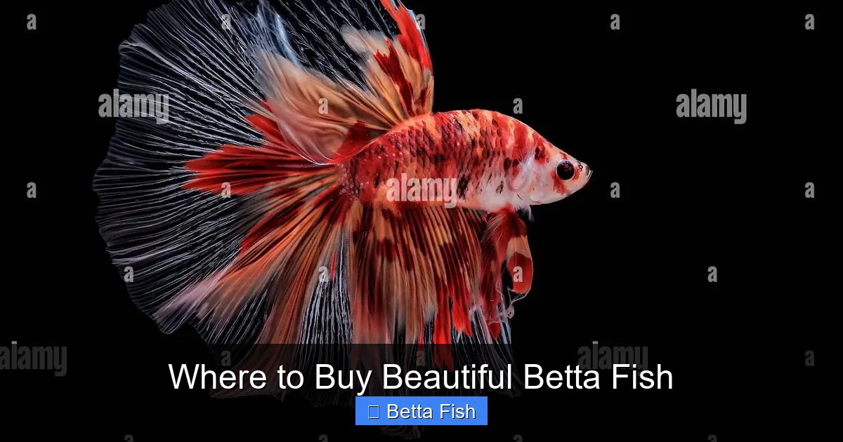 Where to Buy Beautiful Betta Fish