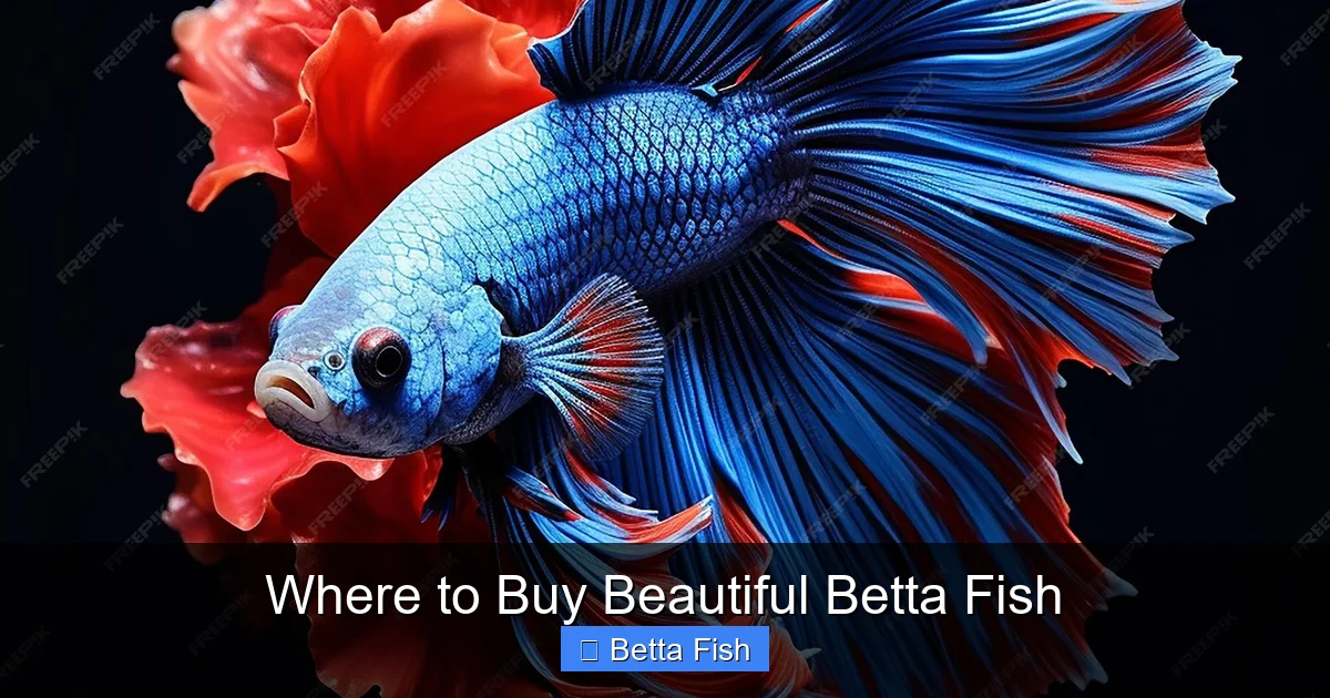 Where to Buy Beautiful Betta Fish