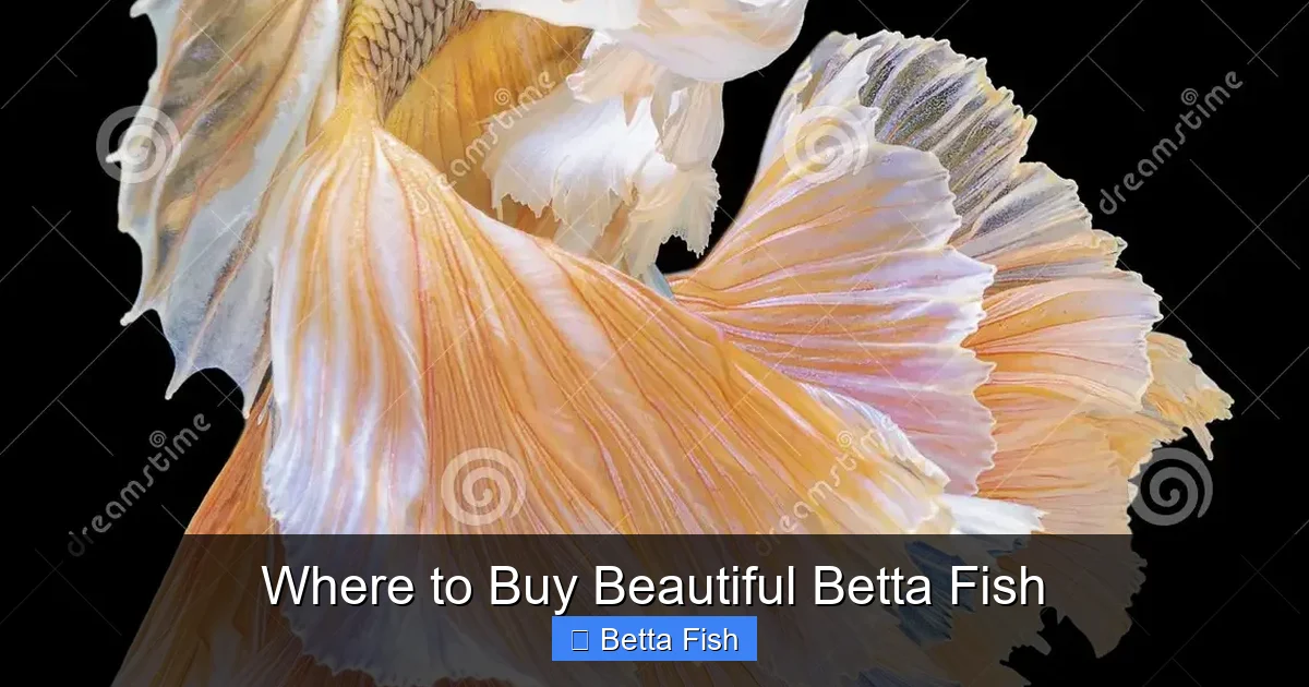 Where to Buy Beautiful Betta Fish