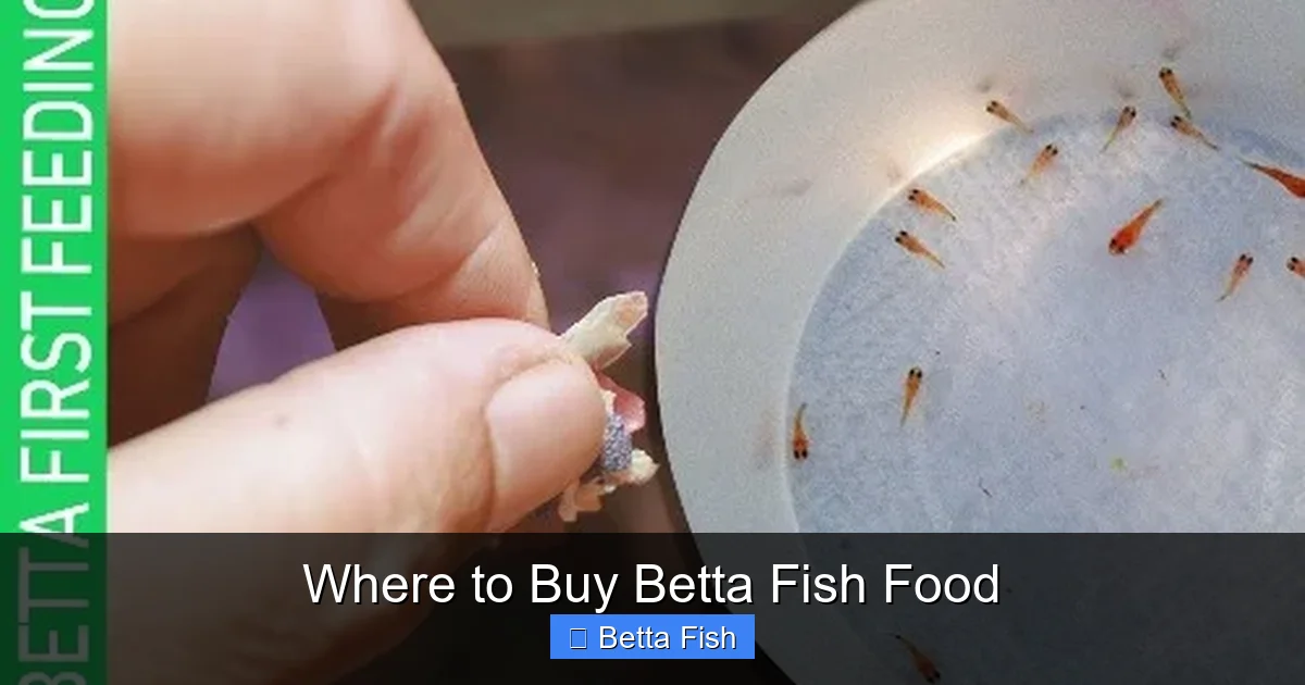 Where to Buy Betta Fish Food