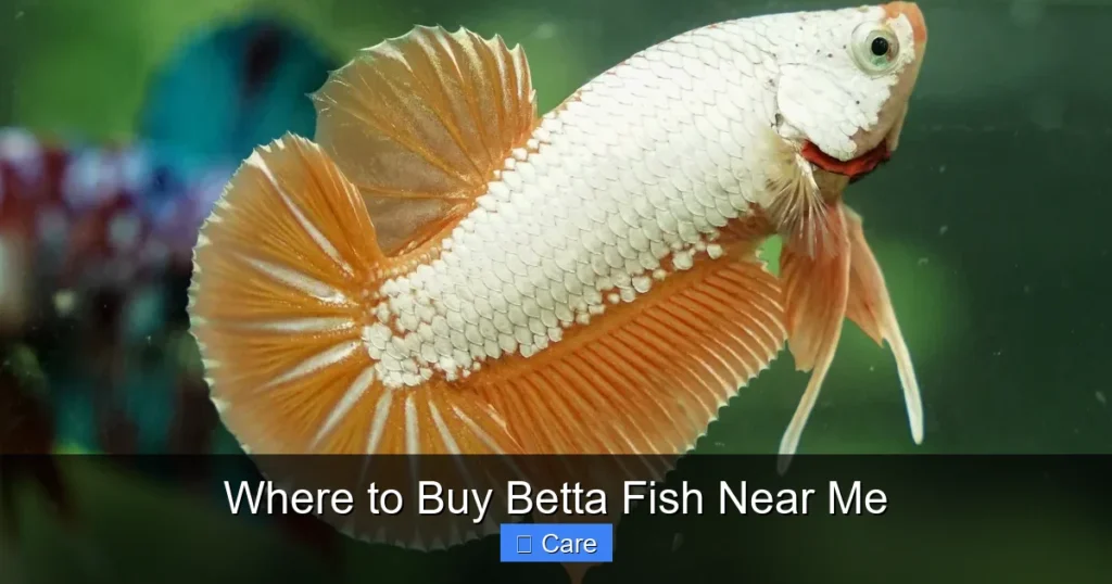 Where to Buy Betta Fish Near Me