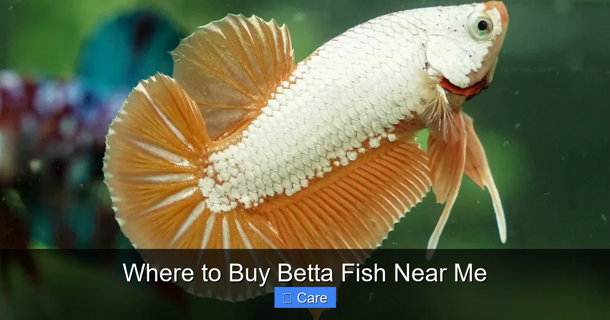 Where to Buy Betta Fish Near Me