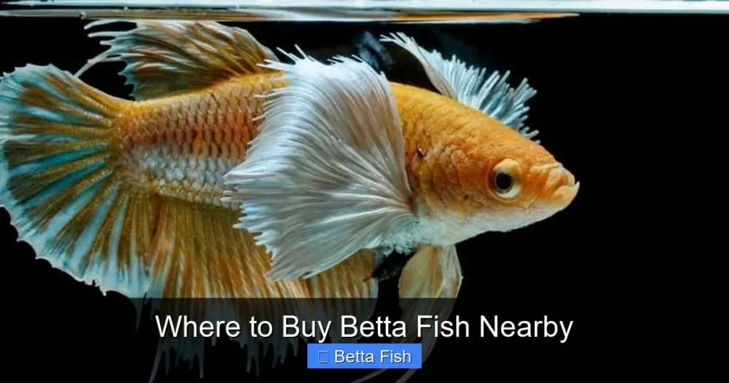 Where to Buy Betta Fish Nearby