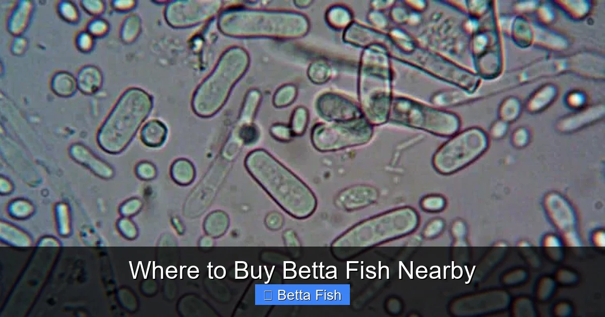 Where to Buy Betta Fish Nearby