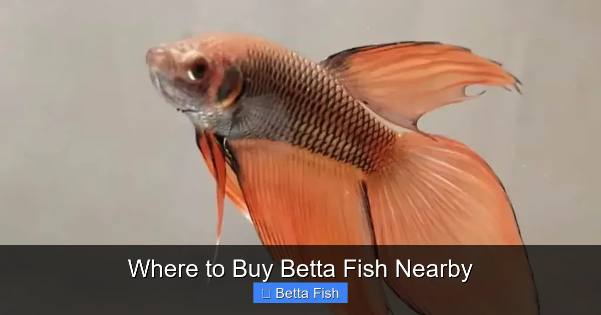 Where to Buy Betta Fish Nearby