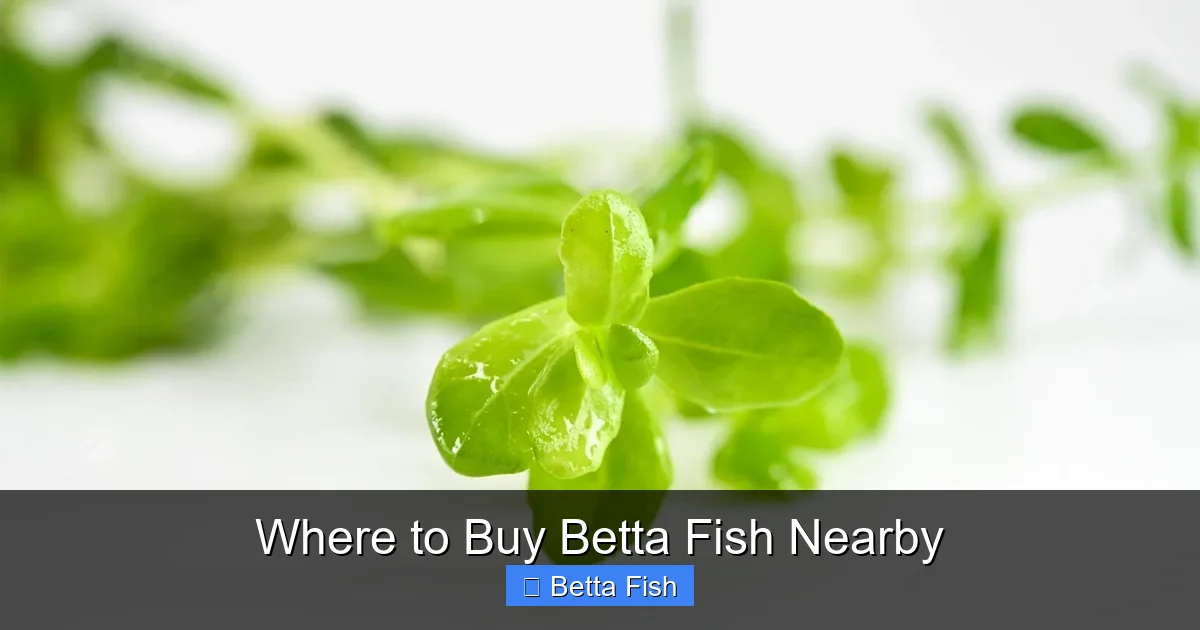 Where to Buy Betta Fish Nearby