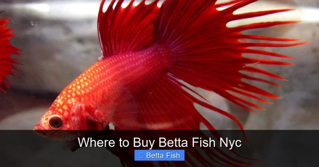 Where to Buy Betta Fish Nyc