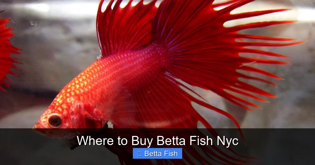 Where to Buy Betta Fish Nyc