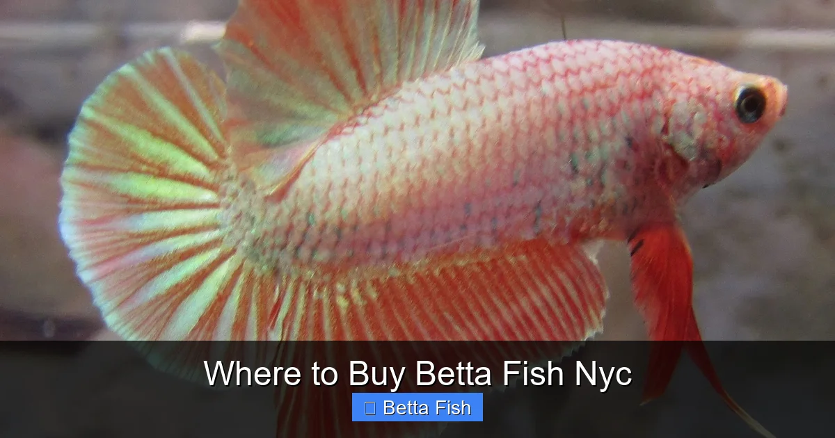 Where to Buy Betta Fish Nyc