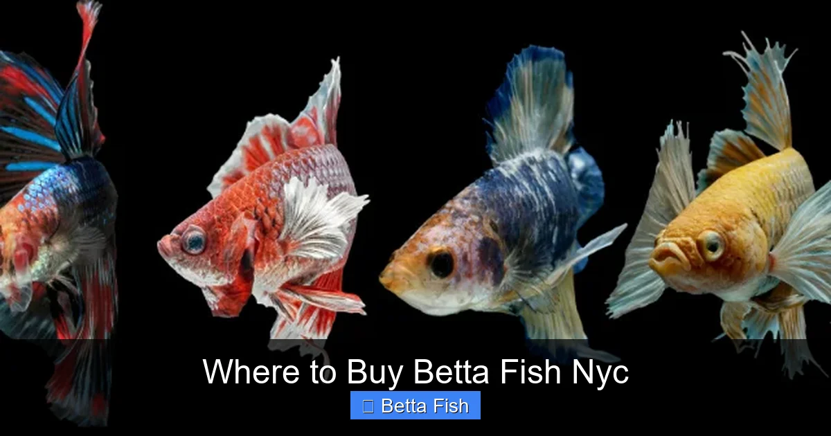 Where to Buy Betta Fish Nyc