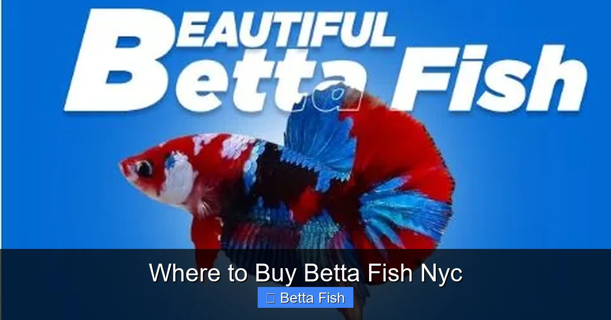 Where to Buy Betta Fish Nyc