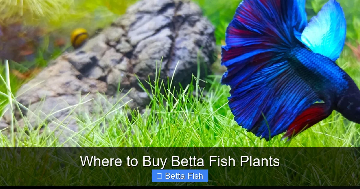 Where to Buy Betta Fish Plants