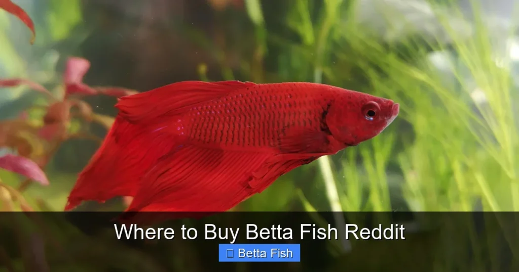 Where to Buy Betta Fish Reddit