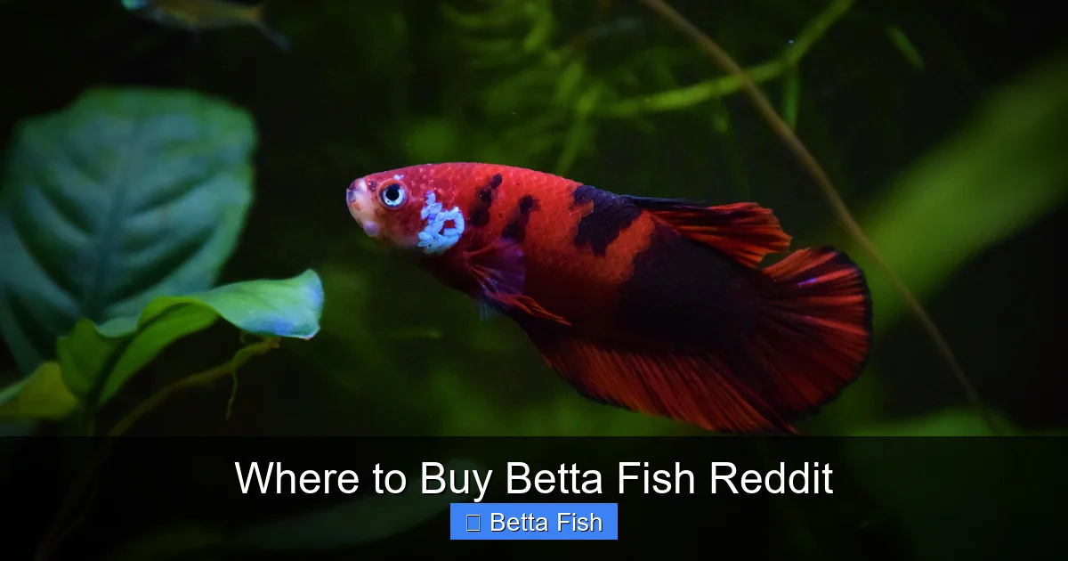 Where to Buy Betta Fish Reddit