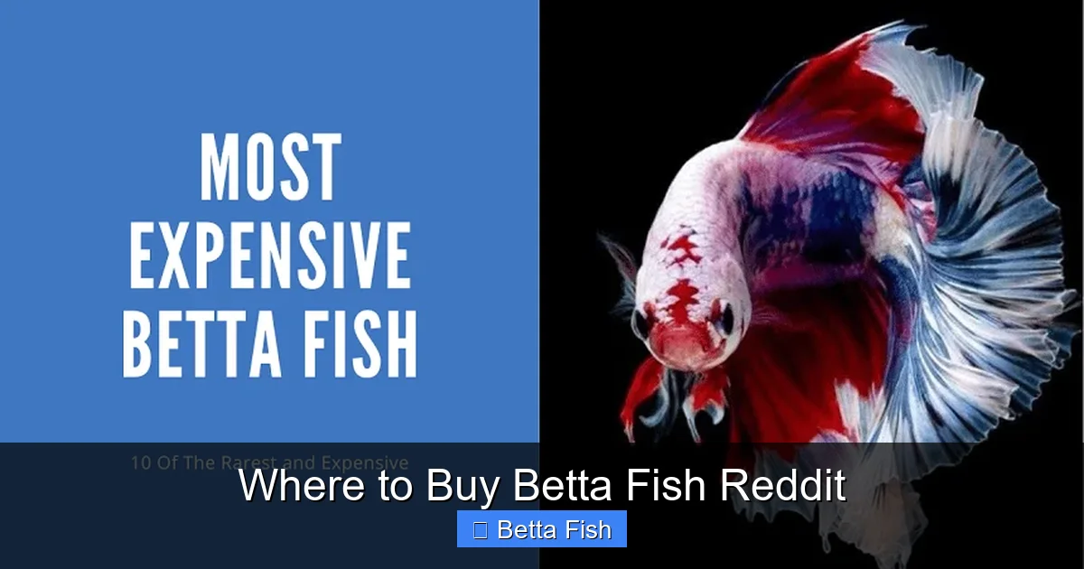 Where to Buy Betta Fish Reddit