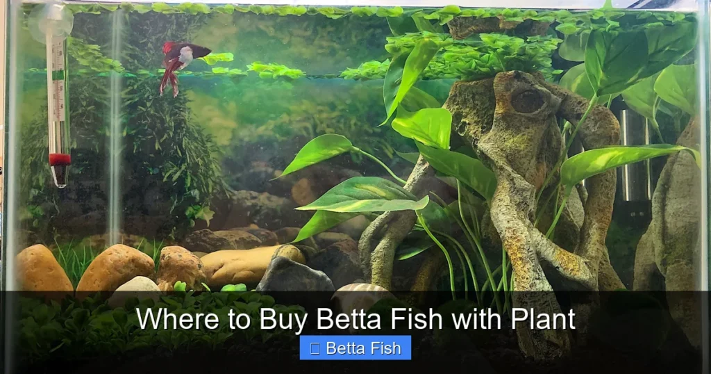 Where to Buy Betta Fish with Plant