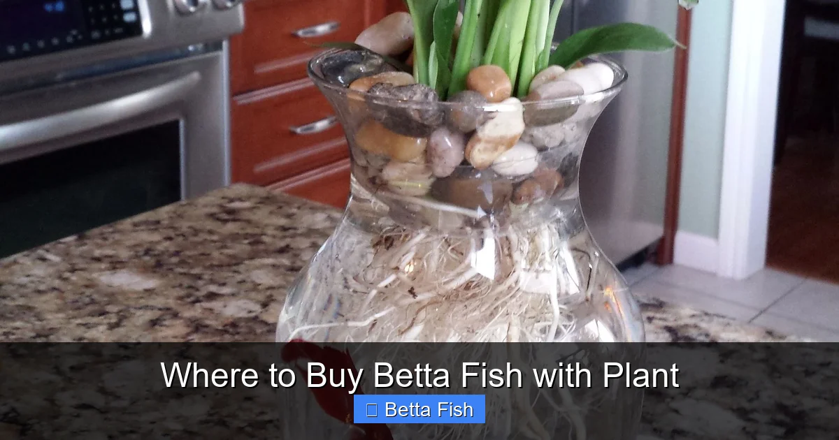 Where to Buy Betta Fish with Plant