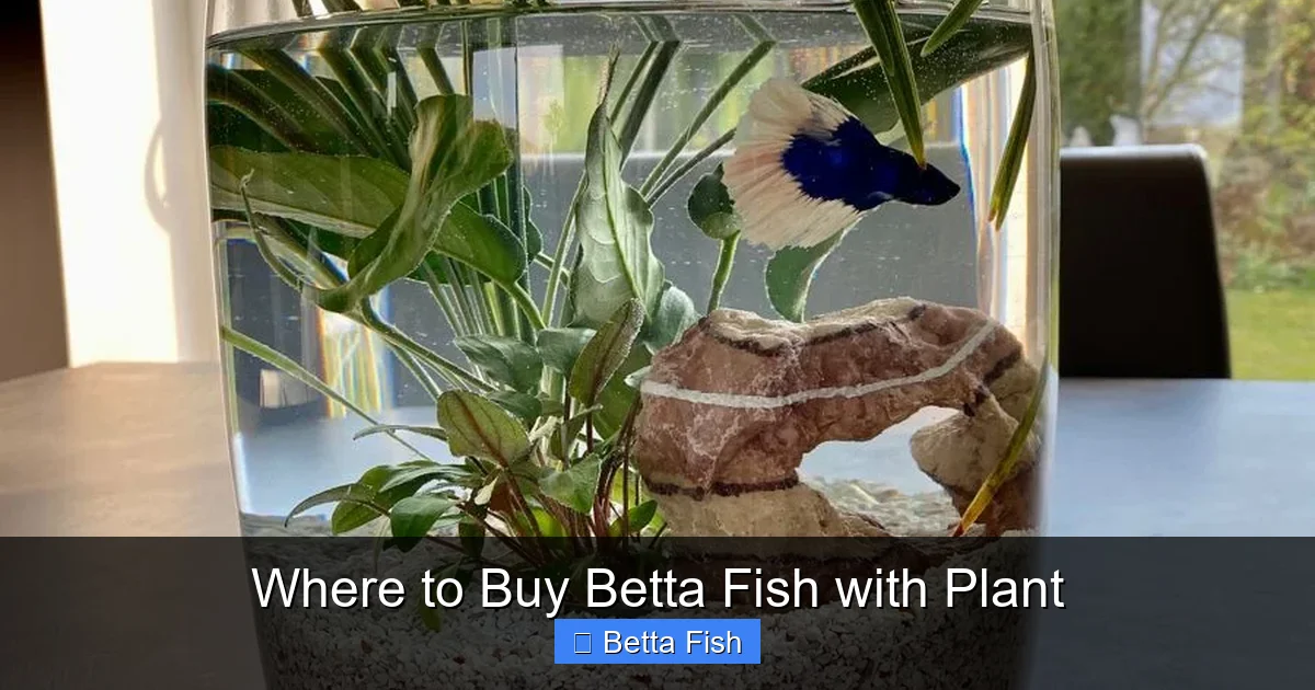Where to Buy Betta Fish with Plant