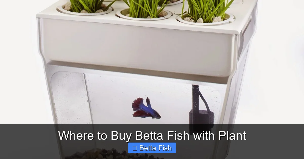 Where to Buy Betta Fish with Plant