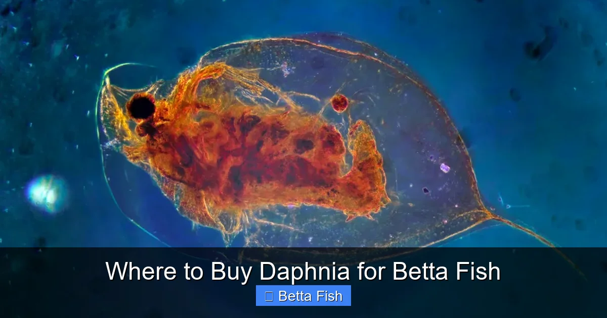 Where to Buy Daphnia for Betta Fish