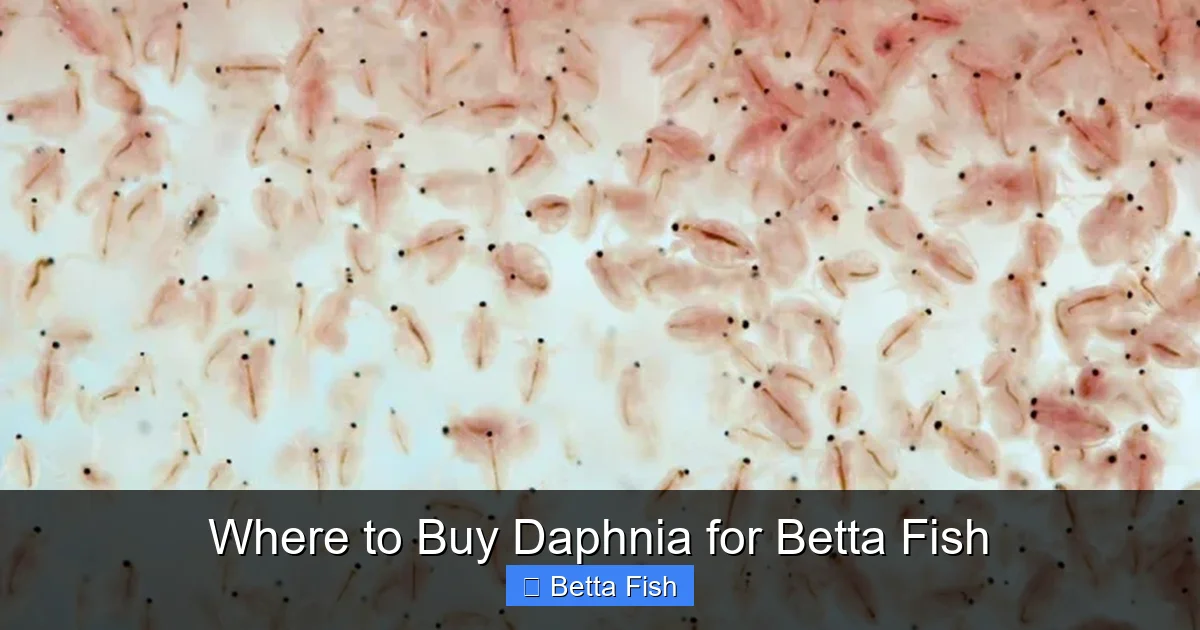 Where to Buy Daphnia for Betta Fish