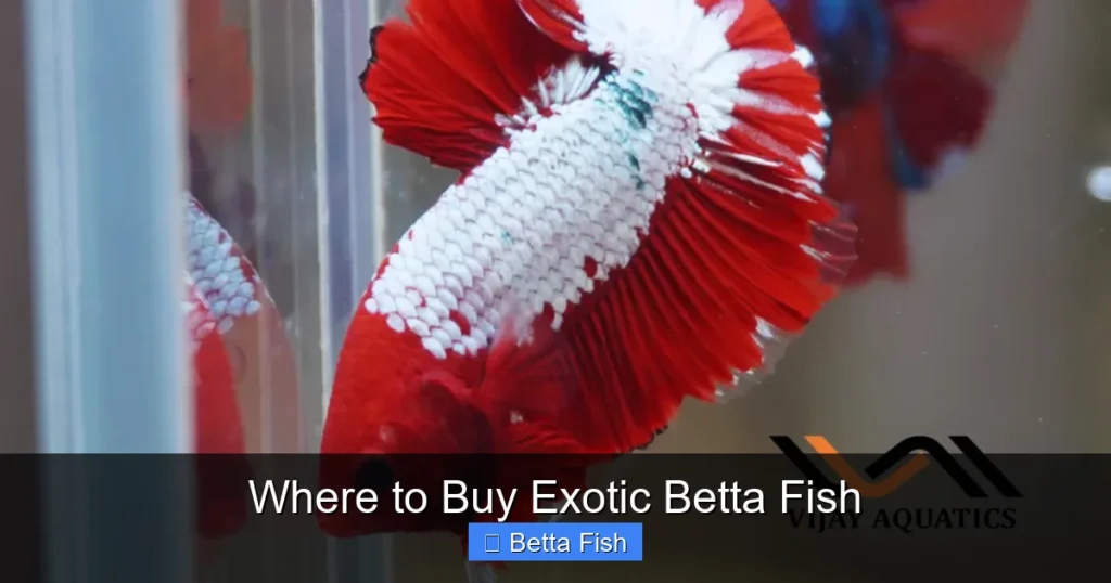 Where to Buy Exotic Betta Fish