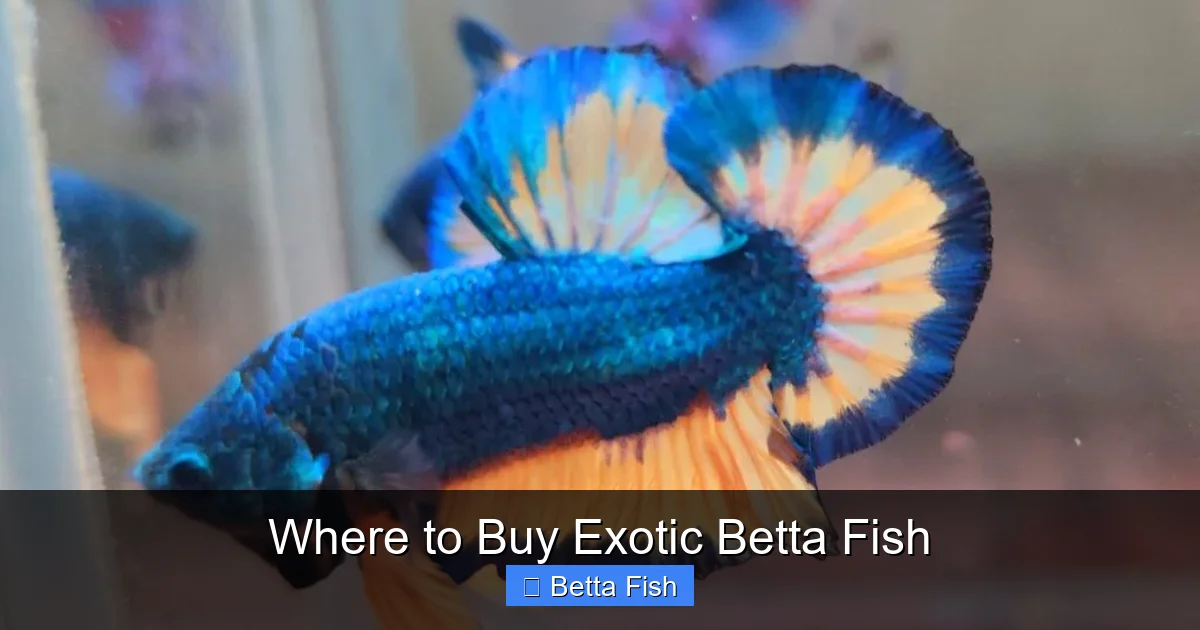 Where to Buy Exotic Betta Fish