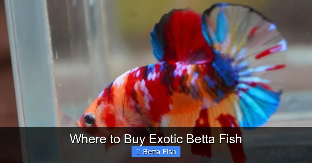 Where to Buy Exotic Betta Fish