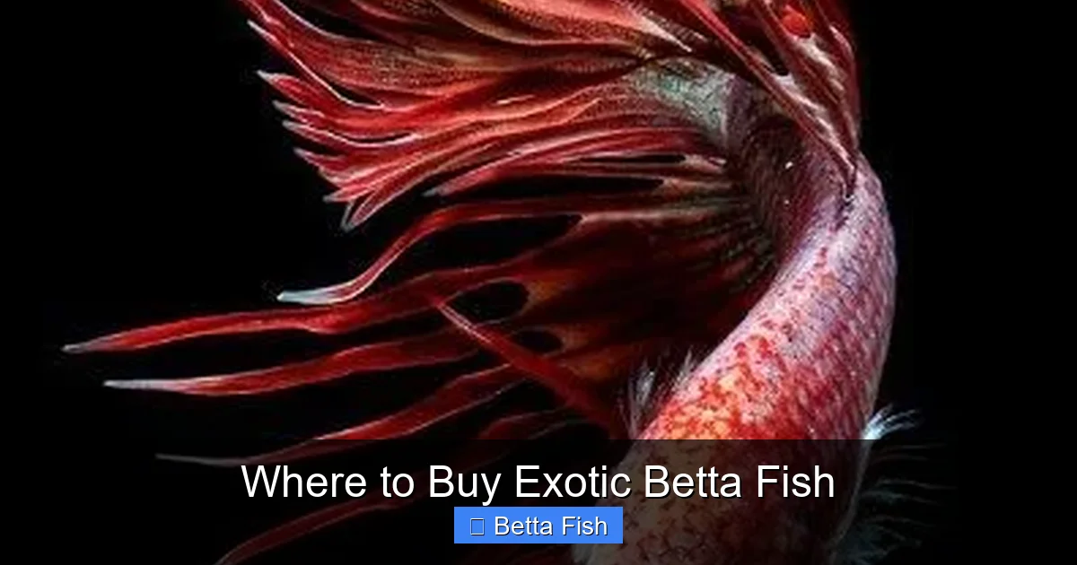 Where to Buy Exotic Betta Fish