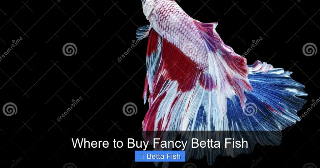 Where to Buy Fancy Betta Fish