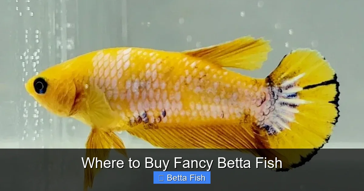 Where to Buy Fancy Betta Fish