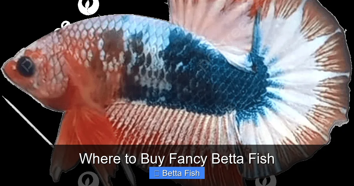 Where to Buy Fancy Betta Fish