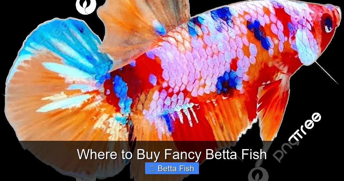 Where to Buy Fancy Betta Fish