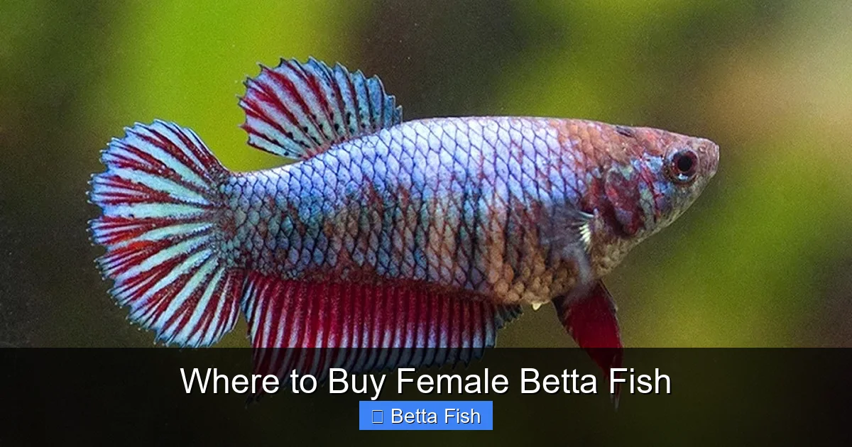 Where to Buy Female Betta Fish
