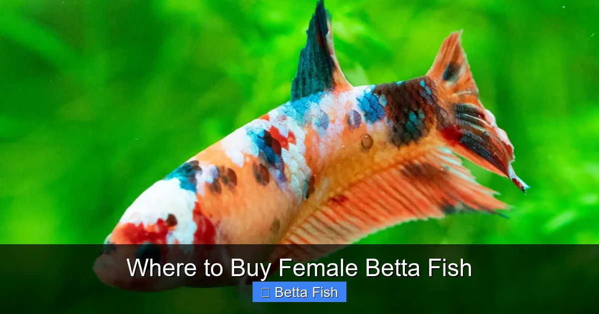 Where to Buy Female Betta Fish
