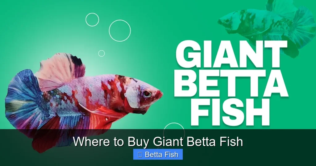 Where to Buy Giant Betta Fish