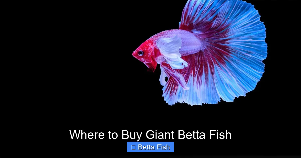 Where to Buy Giant Betta Fish