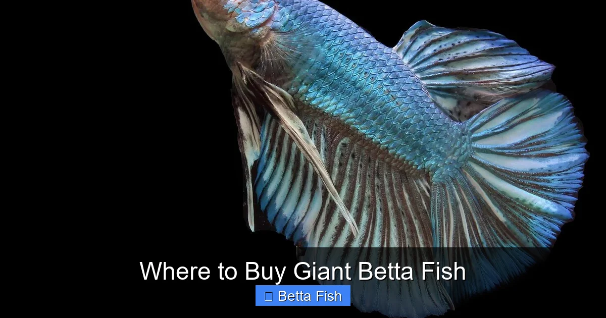 Where to Buy Giant Betta Fish