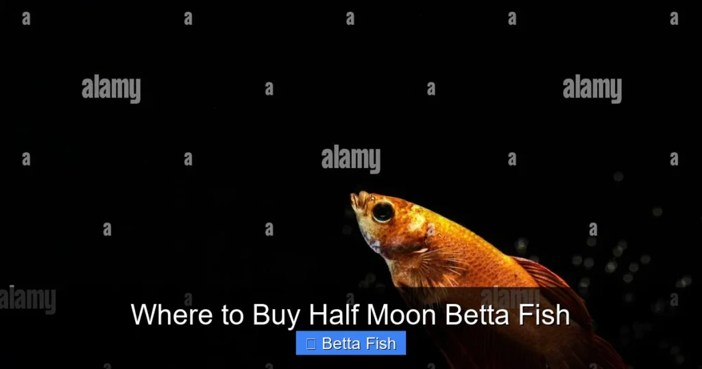 Where to Buy Half Moon Betta Fish
